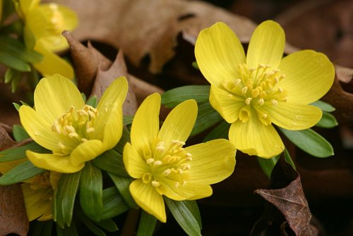 Winter aconites